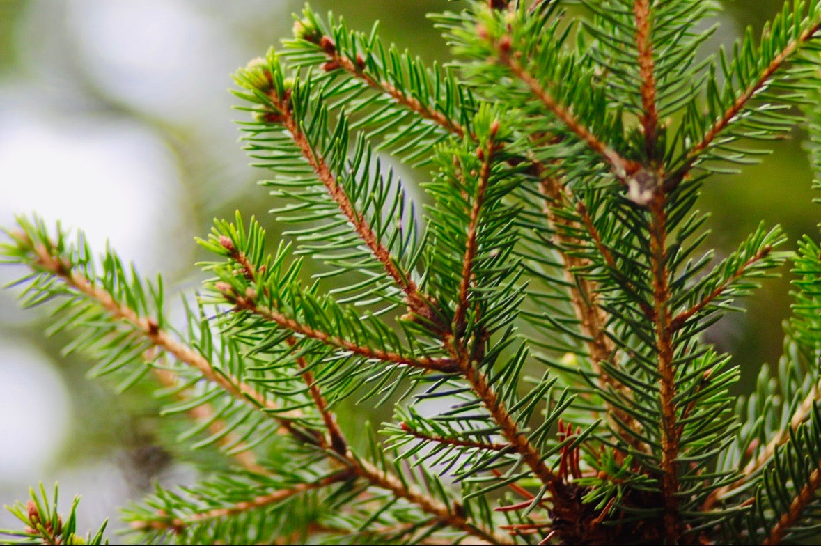 Close-up of a pine branch with green needles on a blurred natural background