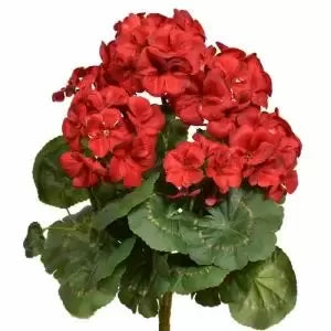 Geranium Bush 12"
